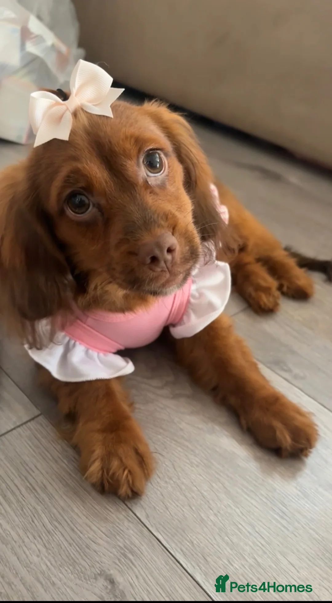 Doxiepoo dogs for sale: Lady - 6 month old puppy for sale - Advert 1