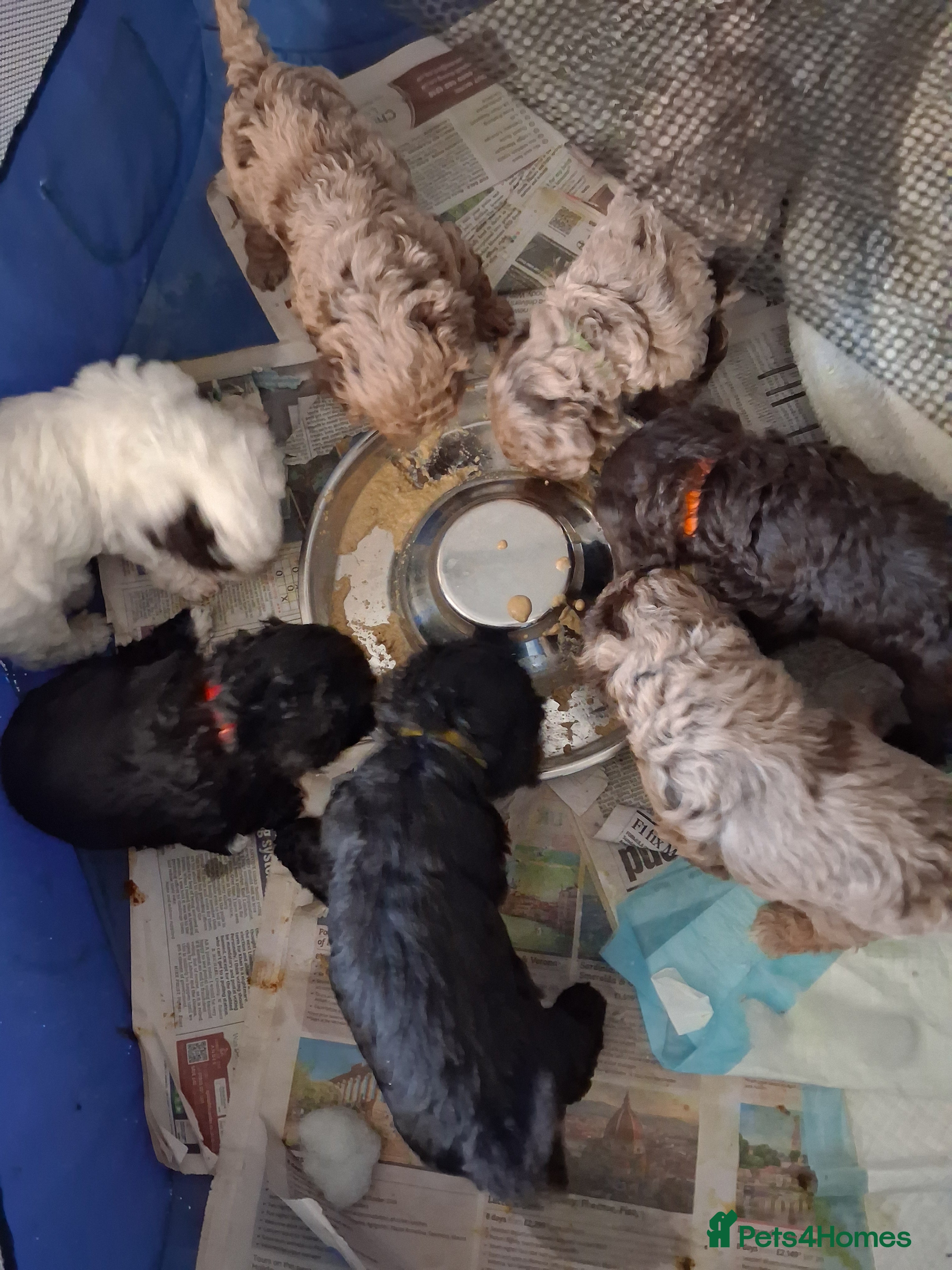 Cavapoochon dogs 7 Adorable Cavapoochon Puppies - Advert 2