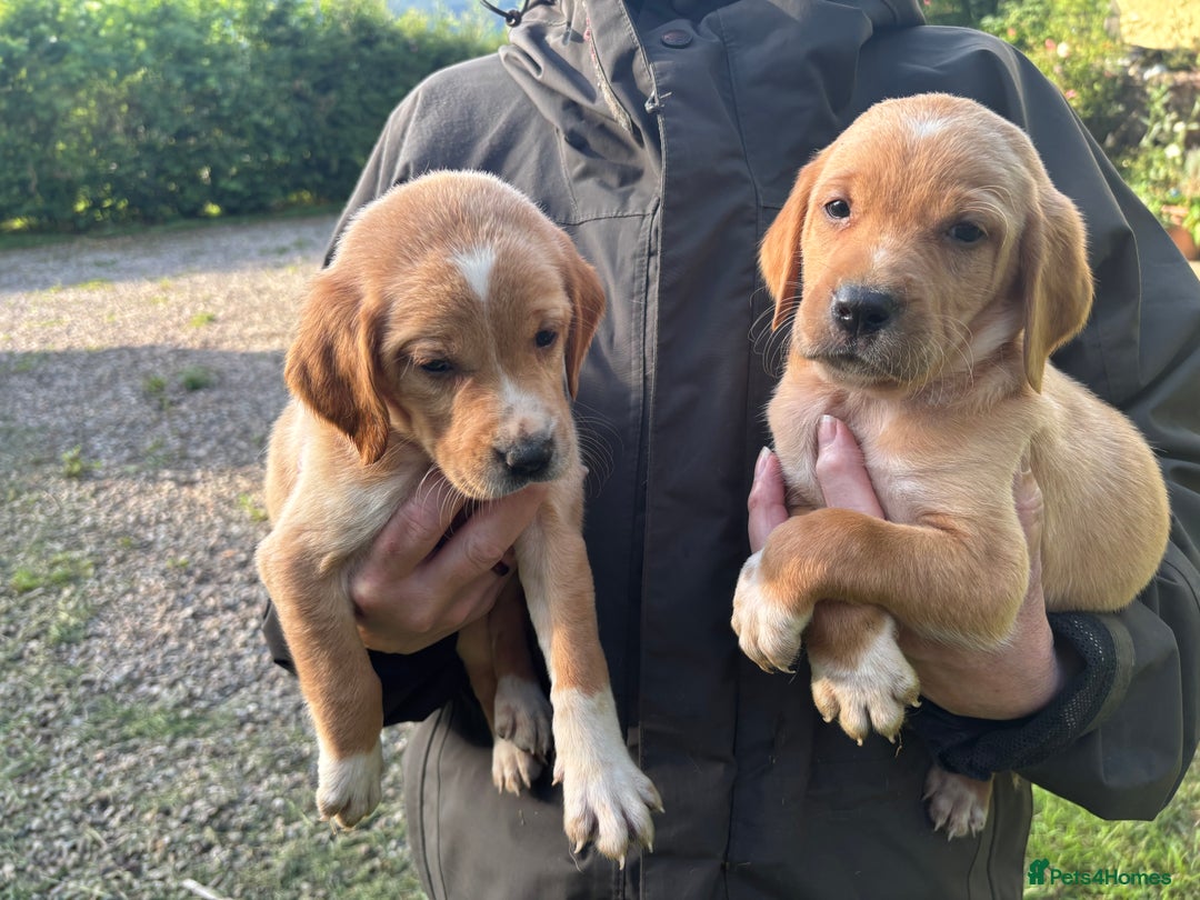 Springador dogs for sale: Red Labrador x puppies  - Image 2