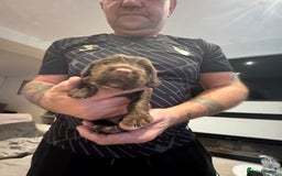 Cocker Spaniel dogs for sale: Cocker spaniel Puppies  - Advert 11