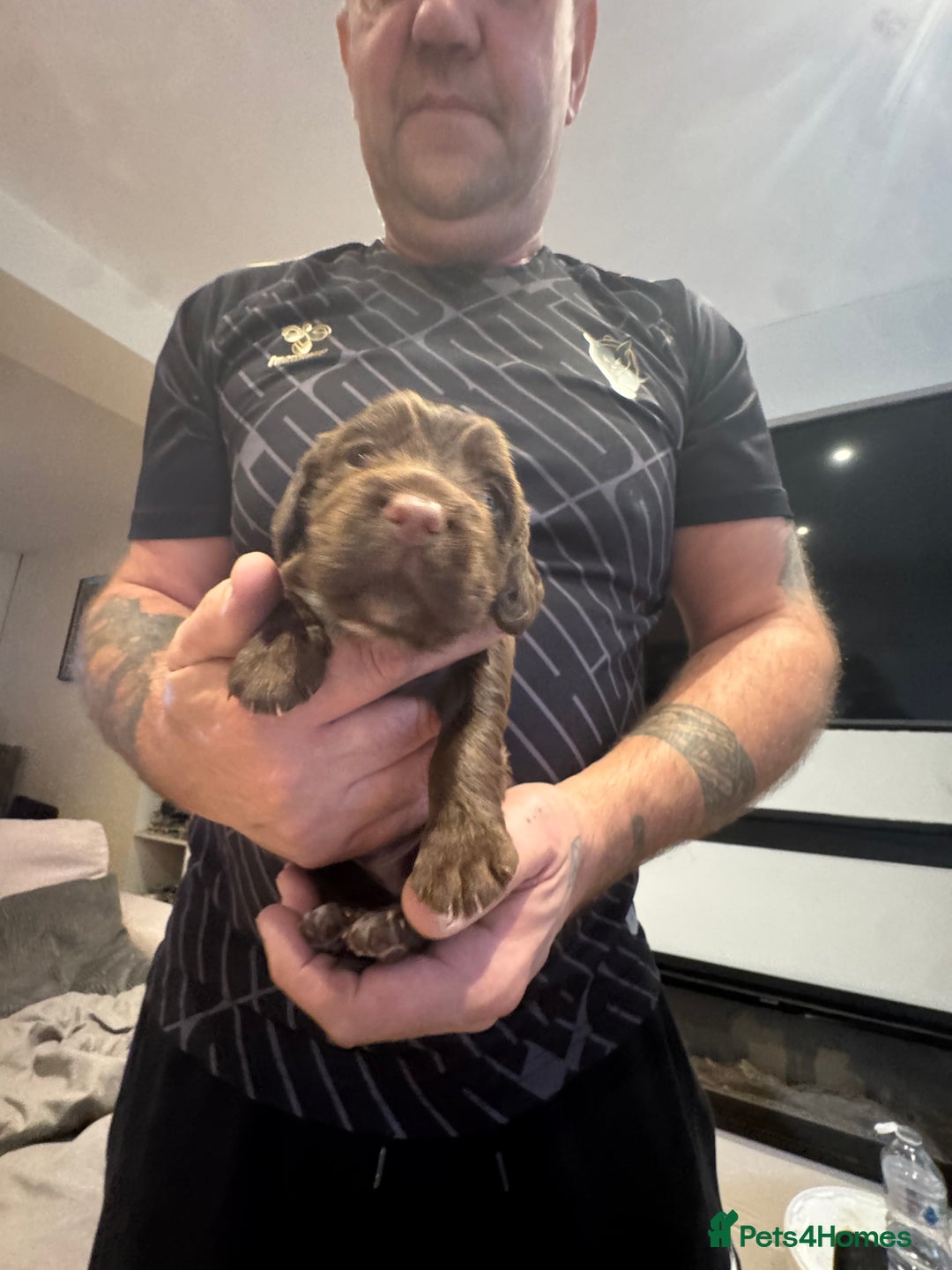 Cocker Spaniel dogs for sale: Cocker spaniel Puppies  - Advert 11