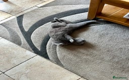 British Shorthair cats for sale: Her Royal Highness, Bluey, Seeks Her Kingdom. - Image 3
