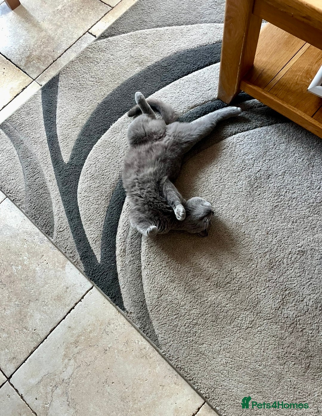 British Shorthair cats for sale: Her Royal Highness, Bluey, Seeks Her Kingdom. - Image 3