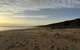 Border Collie dogs for sale: 7 Month Old Border Collie - Image 10