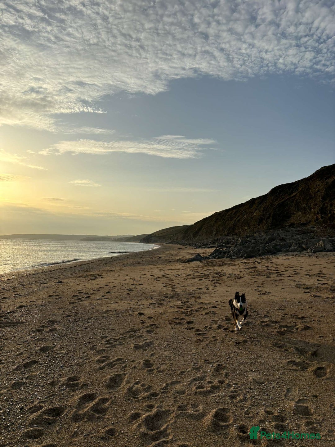 Border Collie dogs for sale: 7 Month Old Border Collie - Image 10