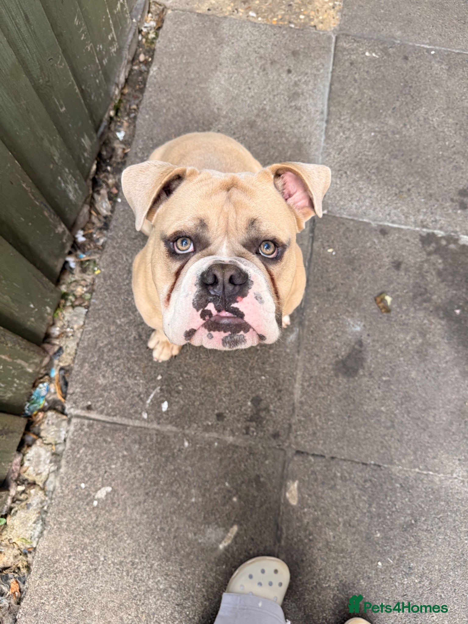 Olde English Bulldogge dogs Blue fawn olde English bulldog 1 year old KC reg - Advert 12