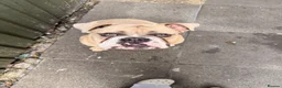 Olde English Bulldogge dogs for sale: Blue fawn olde English bulldog 1 year old KC reg - Advert 1