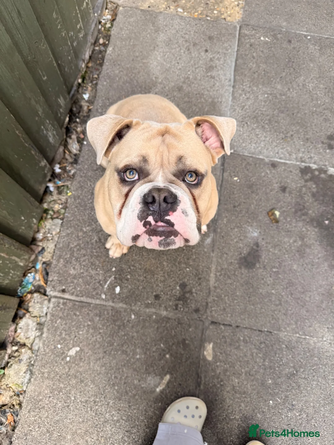 Olde English Bulldogge dogs for sale: Blue fawn olde English bulldog 1 year old KC reg - Advert 1