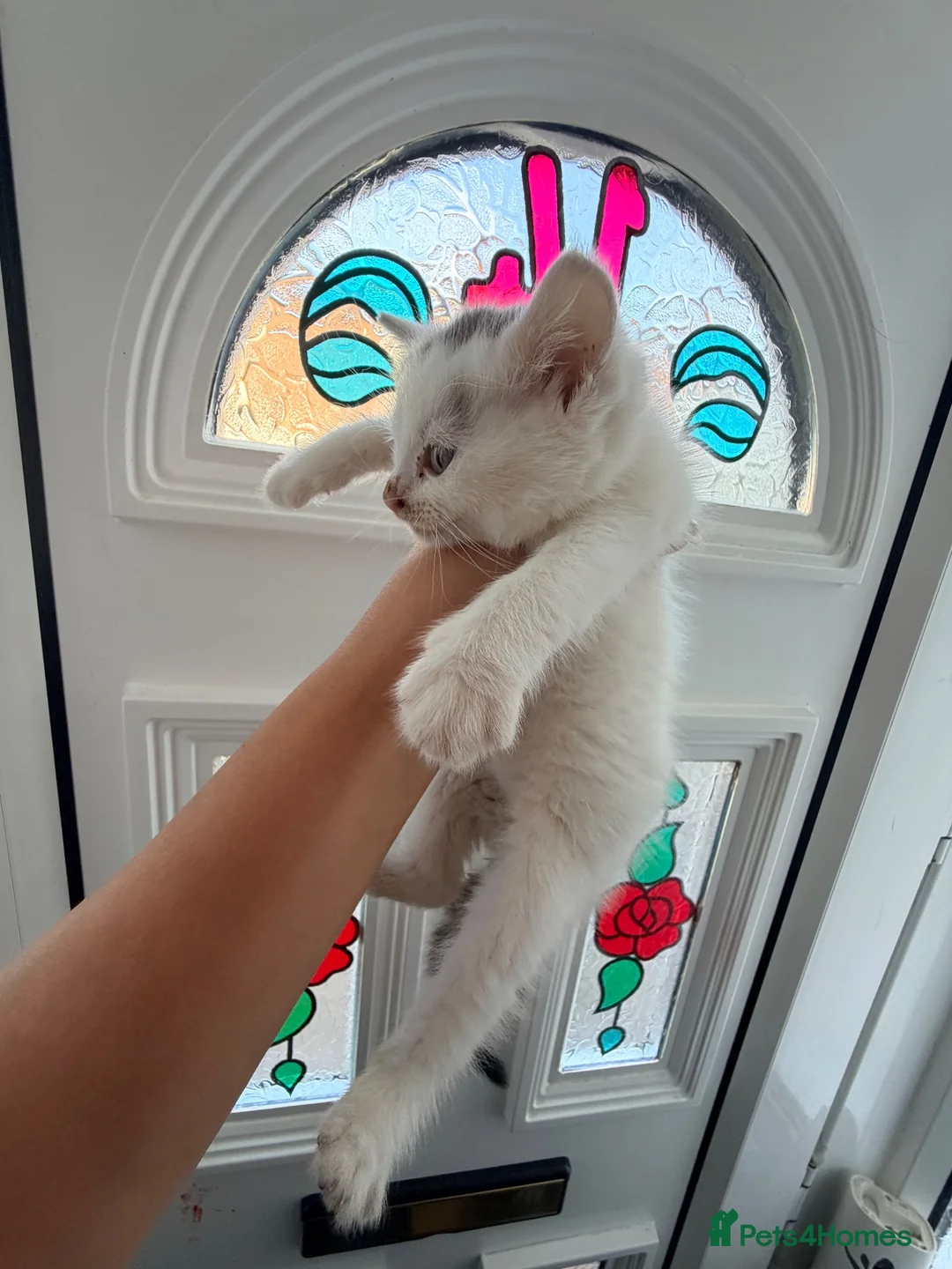 Persian cats for sale: Beautiful female Persian kitten  - Advert 1