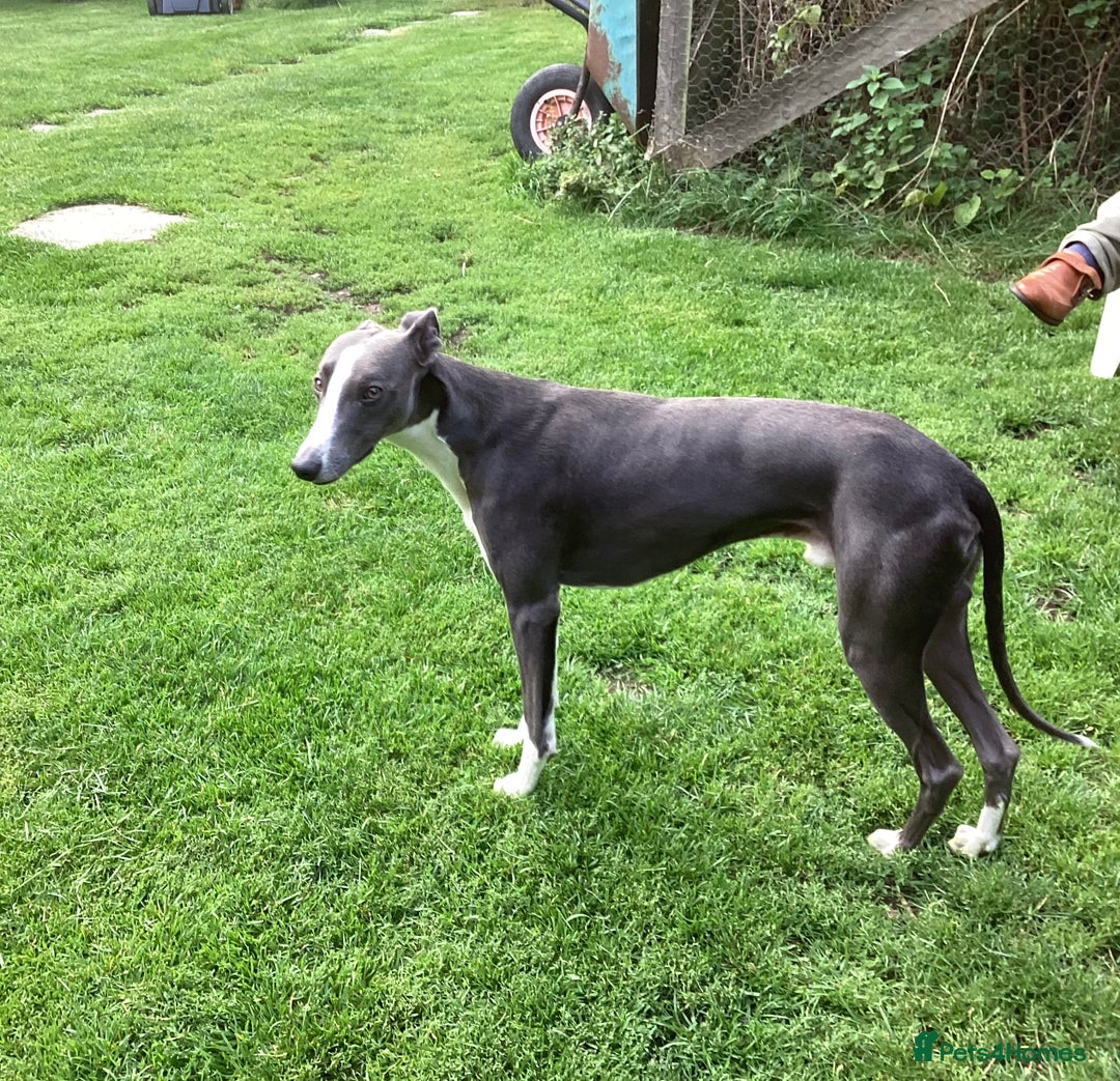 Whippet dogs for stud: Blue KC reg Whippet Stud in Buckingham - Image 3