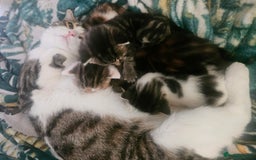 Mixed Breed cats for sale: Female kittens for sale  - Image 5