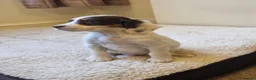 Cocker Spaniel dogs for sale: Last Chocolate Boy Ready Now  - Advert 6