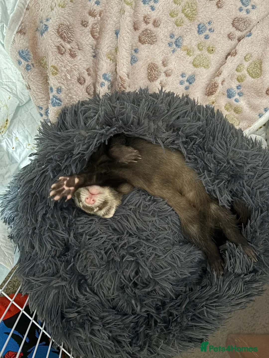 Ferret rodents for sale: Male ferret kit - Advert 2