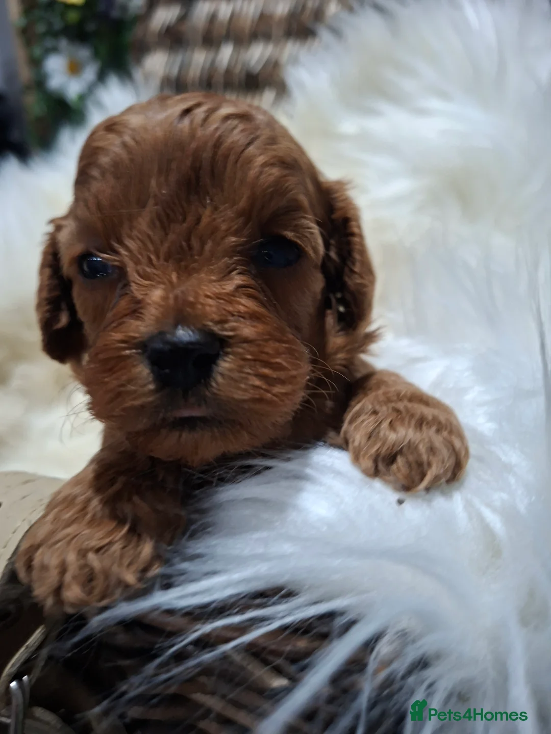 Cavapoo dogs for sale: Health tested toy Cavapoos  - Advert 1