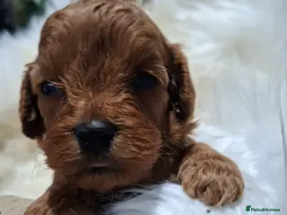 Cavapoo dogs Health tested toy Cavapoos - Advert 6