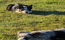 Border Collie dogs for sale: Abi isds reg - Image 6