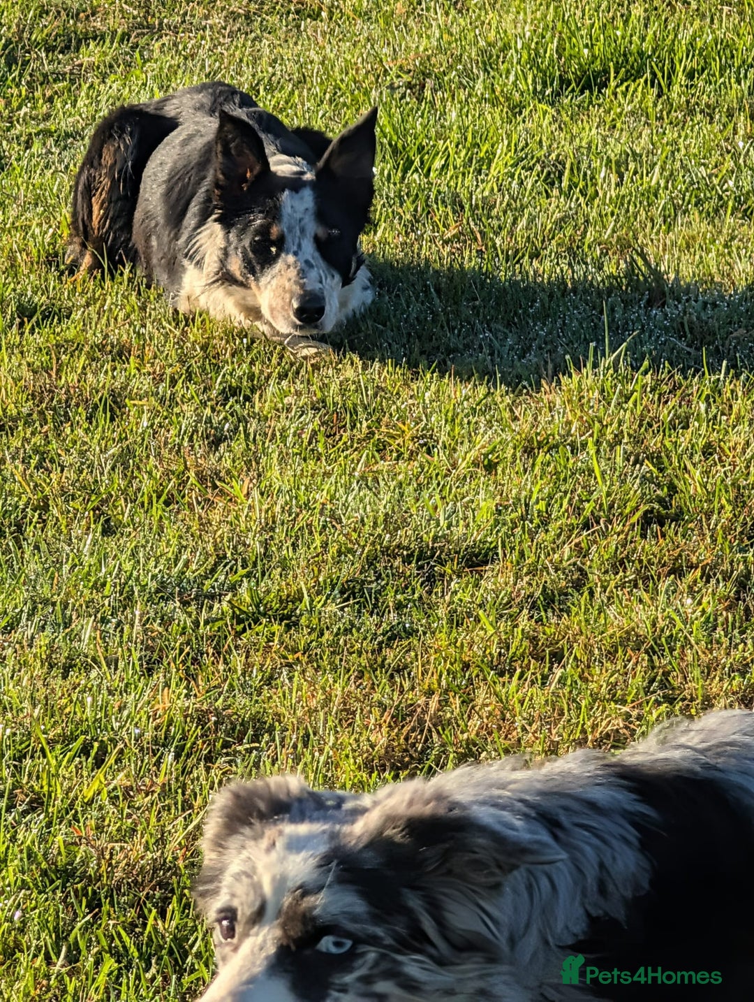 Border Collie dogs for sale: Abi isds reg - Image 6