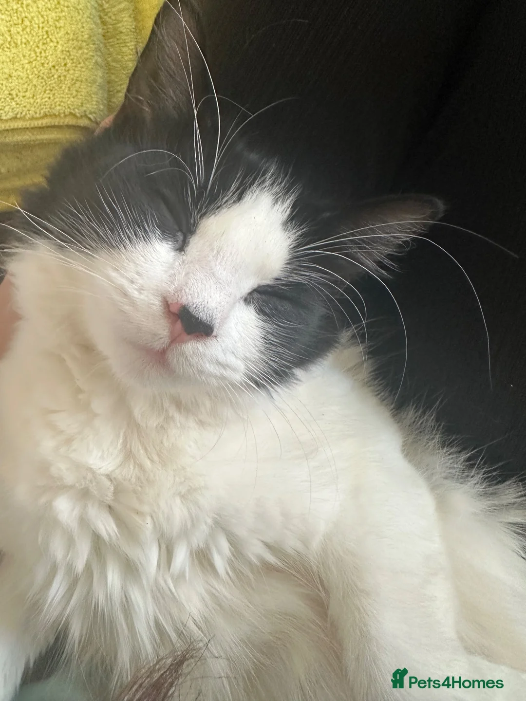 Mixed Breed cats for sale: Beautiful Black and White Female Cat - Advert 6
