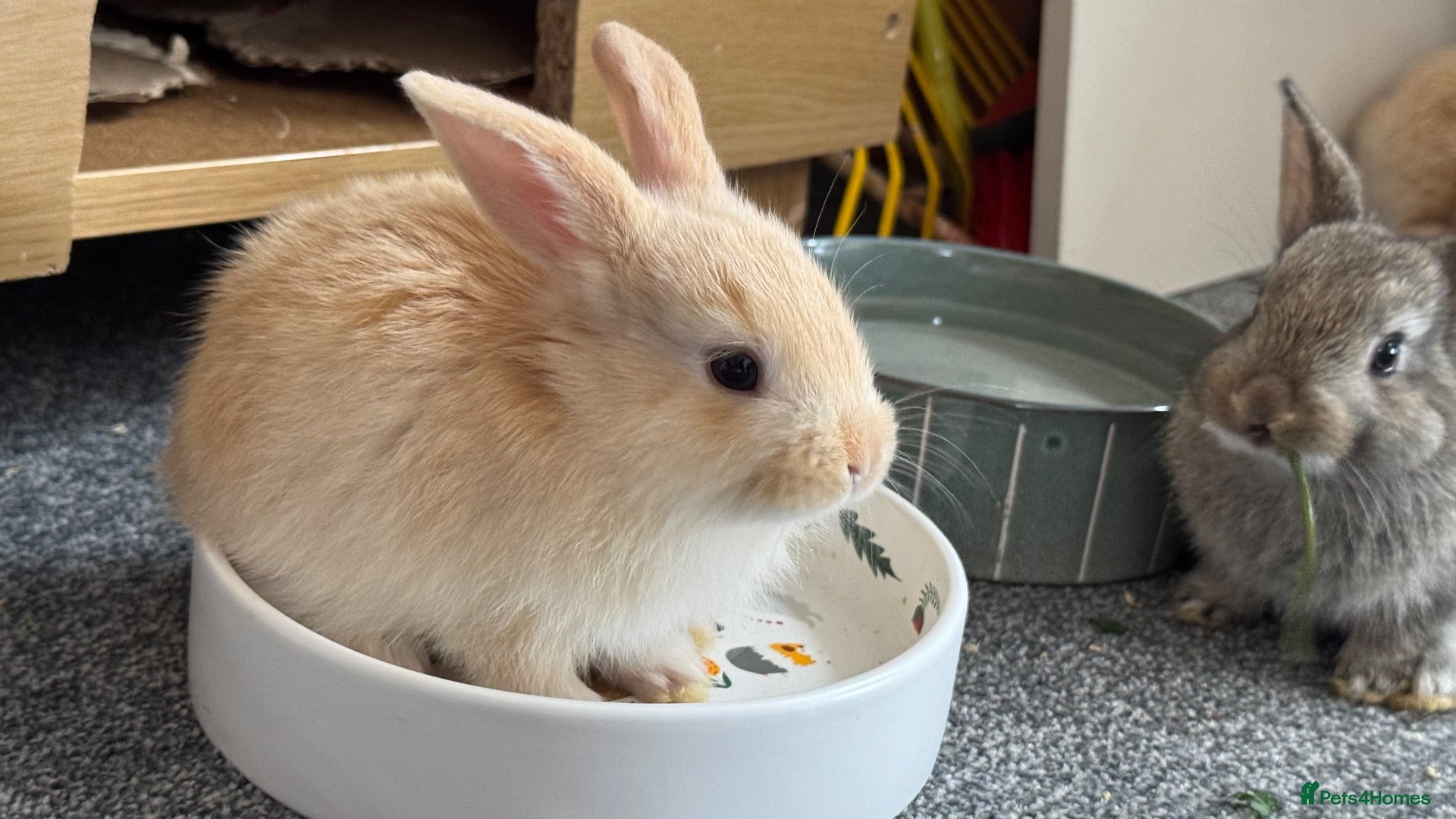 Mixed Breed rabbits Beautiful hand-reared bunnies.  - Advert 2
