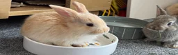 Mixed Breed rabbits for sale: Beautiful hand-reared bunnies.  - Advert 2