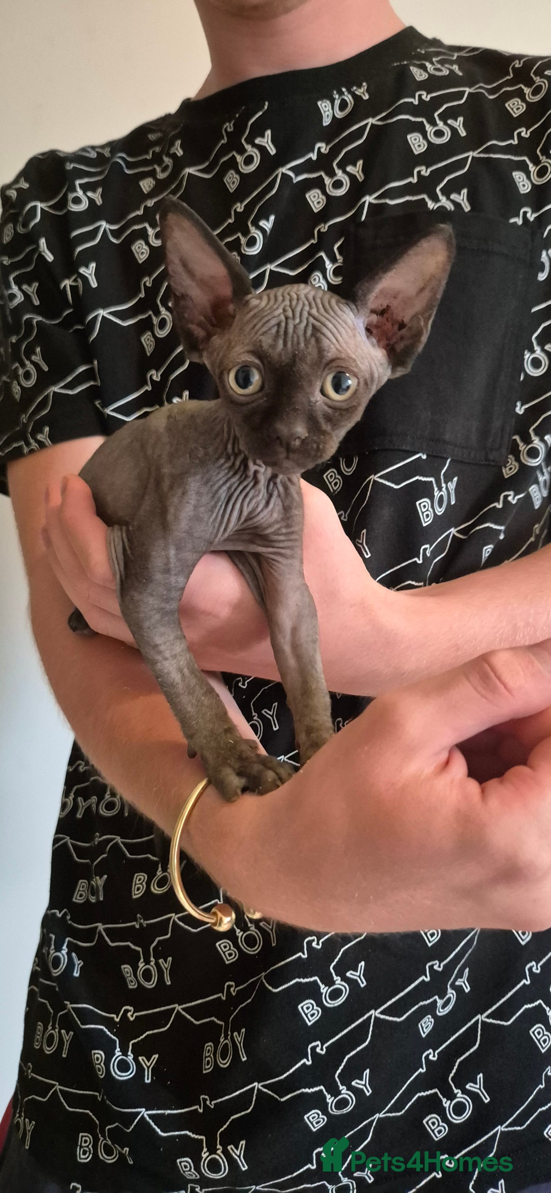 Sphynx cats for sale: Silver elf and black little babies - Image 8