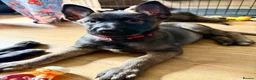 Belgian Shepherd Dog dogs for sale: last Belgian shepherd Harry READY TO GO - Advert 31