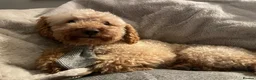 Toy Poodle dogs for stud: Toy Poodle for stud - Advert 1