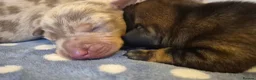 Miniature Dachshund dogs for sale: Miniature Dachshunds  - Advert 8