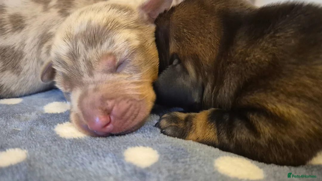 Miniature Dachshund dogs for sale: Miniature Dachshunds  - Advert 8