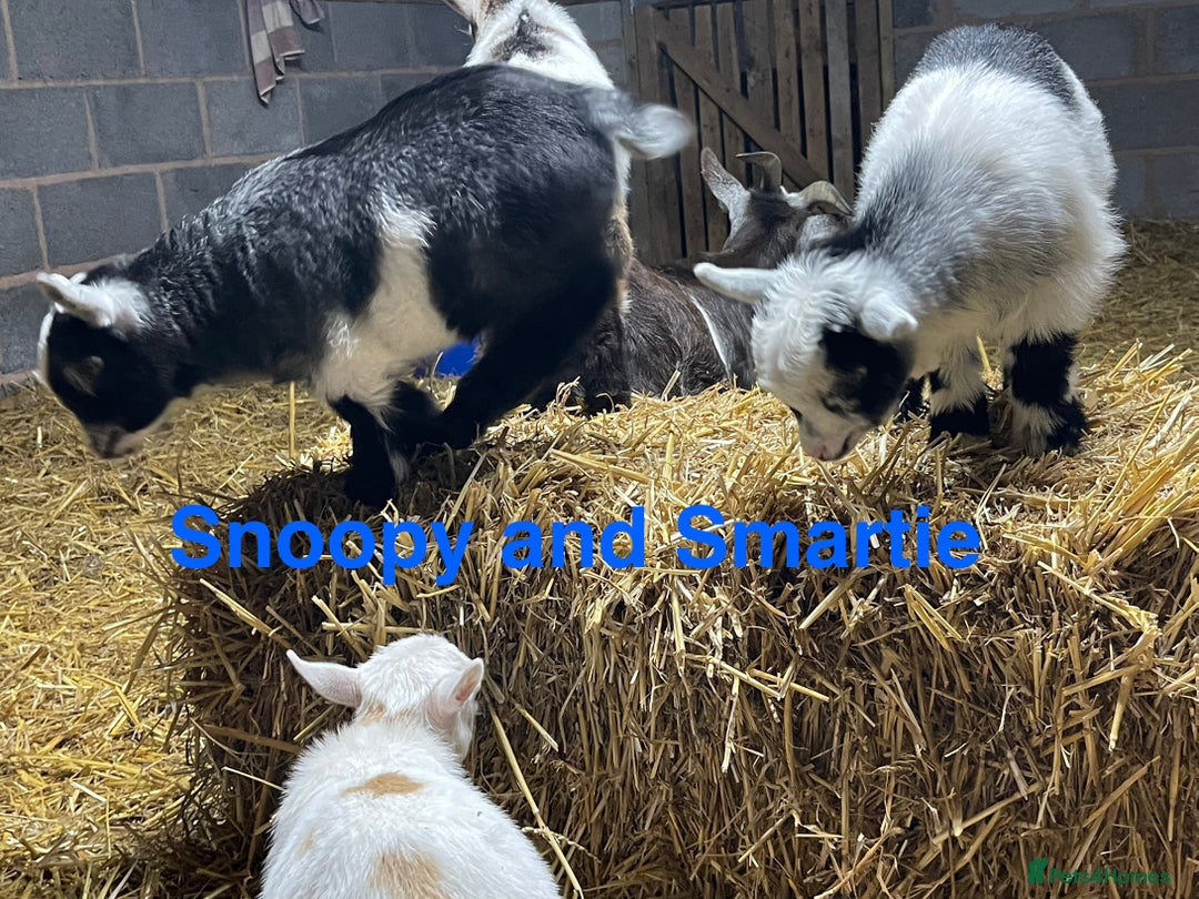 Goats livestock for sale: Pedigree Registered Pygmy Goat Kids - Advert 4