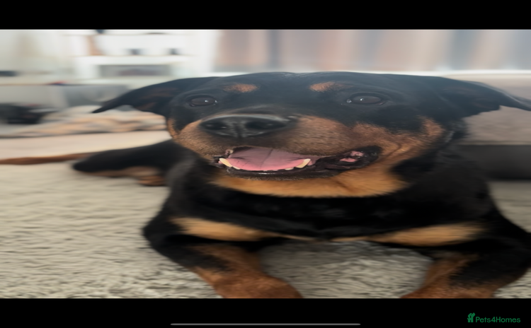 Rottweiler dogs - Advert 1