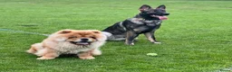 Chow Chow dogs for sale: Male Red Chow Chow - Advert 3