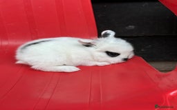 Mini Lop rabbits for sale: Mini lop bunnies  - Image 5