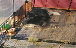 Lionhead rabbits for sale: Snugglebum Phoenix  in Weston-super-Mare - Image 2