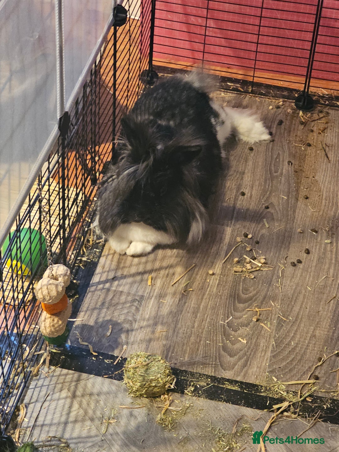 Lionhead rabbits for sale: Snugglebum Phoenix  in Weston-super-Mare - Image 2
