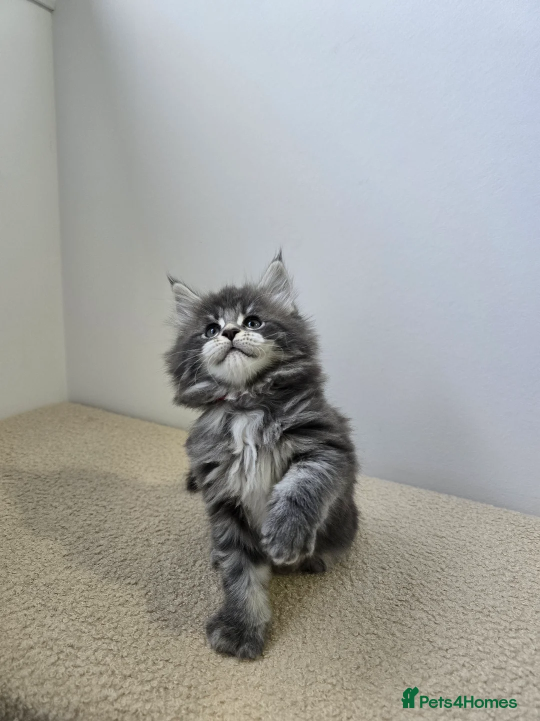 Maine Coon cats for sale: Maine coon kittens - Advert 2