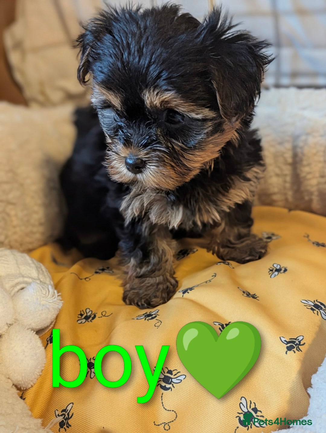 Yorkshire Terrier dogs for sale: Adorable Yorkshire terrier puppy available  - Advert 10