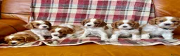 Cavalier King Charles Spaniel dogs for sale: 6 Beautiful KC Registered Cavalier King Charles  - Advert 13
