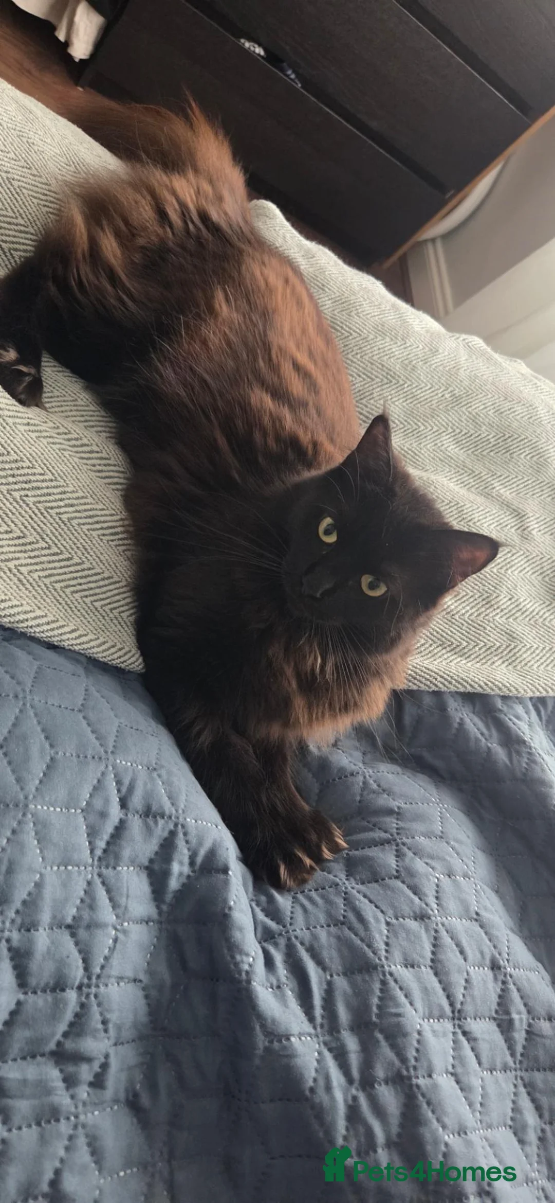 Maine Coon cats for sale: Maine Coon black and brown in Leeds - Advert 2