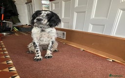 English Setter dogs for sale: 2yr. Pedigree working English setter sale/share - Image 3