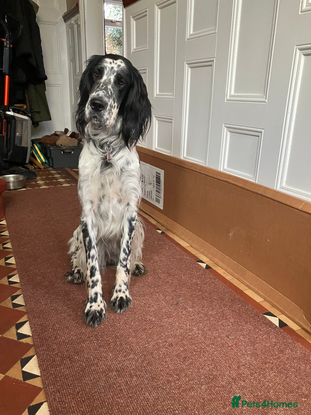 English Setter dogs for sale: 2yr. Pedigree working English setter sale/share - Image 3
