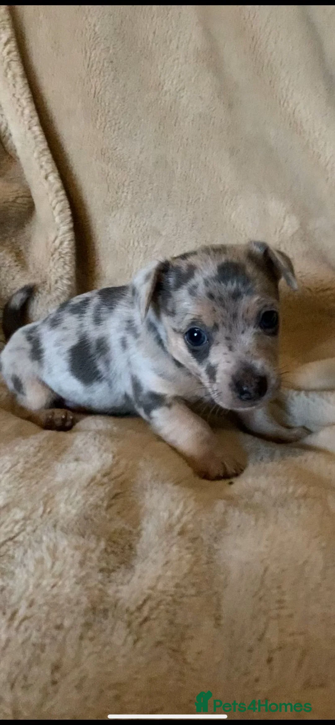 Jack Russell dogs for sale: Exceptional unusual coloured mini JR puppies - Advert 15