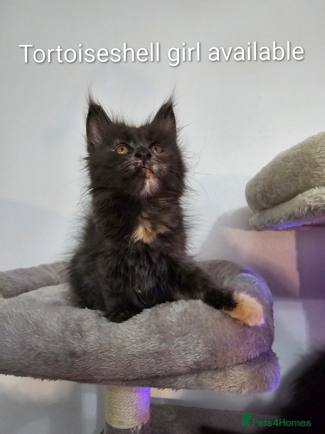 Maine Coon cats for sale: Pure Breed Maine Coon  - Image 5