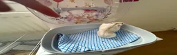 Hamster rodents for sale: Russian hamster  - Advert 10