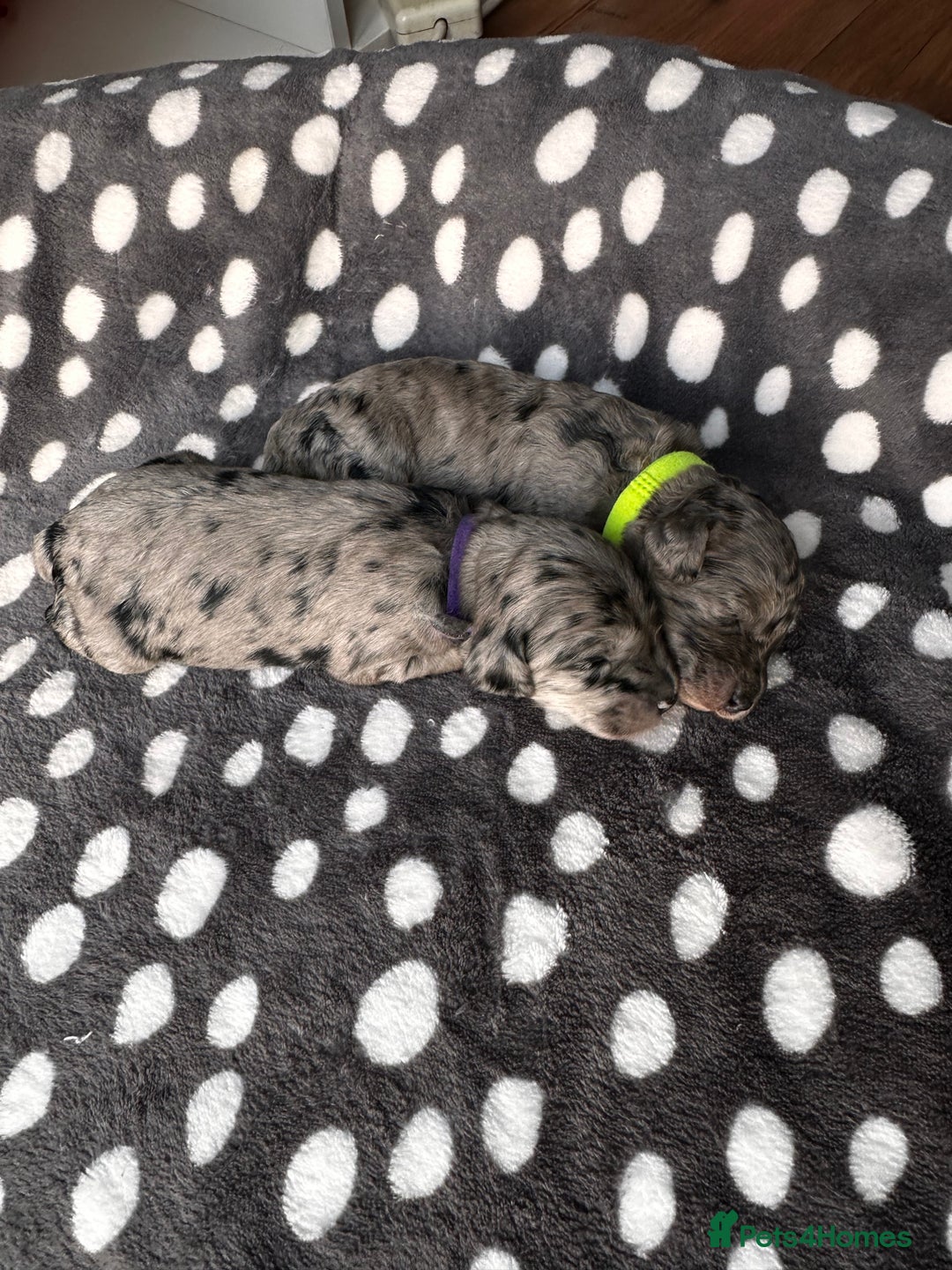 Cockapoo dogs for sale: Beautiful mixed Merle F2B Cockapoos  - Advert 6