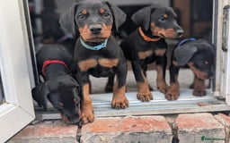 Dobermann dogs for sale: Doberman puppies "ready now" - Image 6