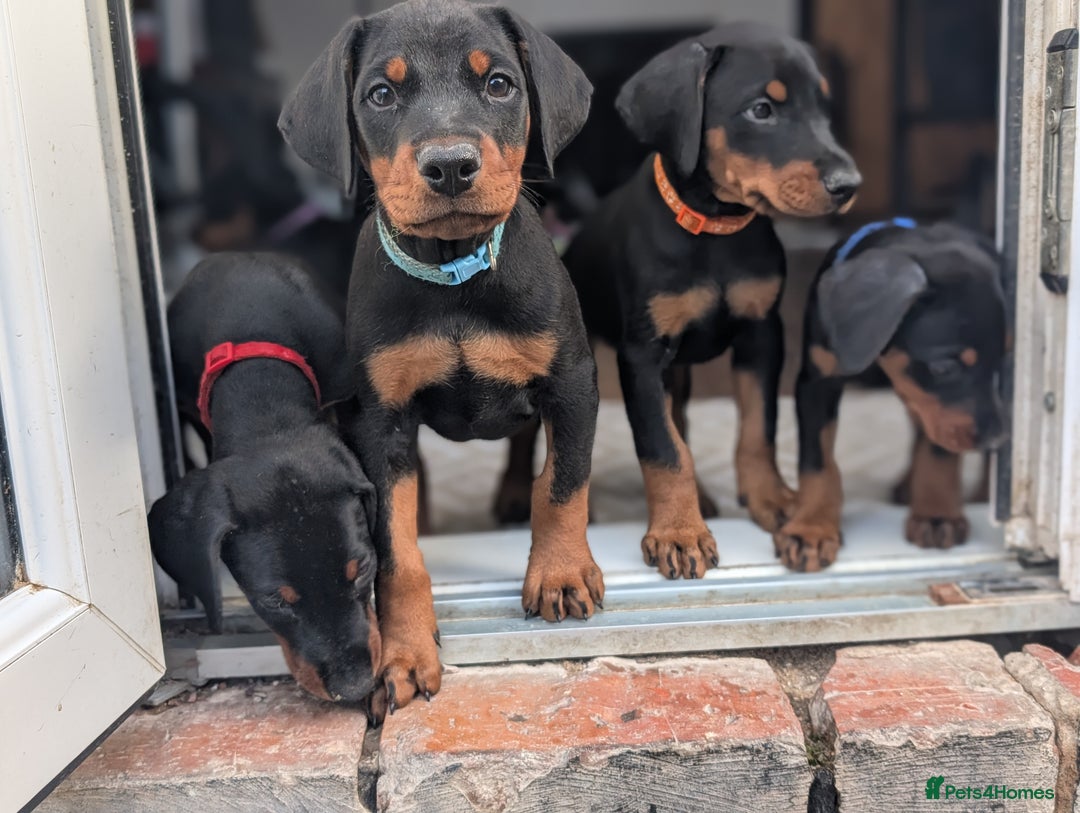 Dobermann dogs for sale: Doberman puppies "ready now" - Image 6
