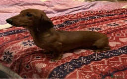 Miniature Dachshund dogs for sale: Miniature dachshund  - Image 4