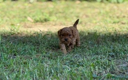 Cavapoo dogs for sale: Premium F1B Toy Red Cavapoo - 2 LEFT - Image 24