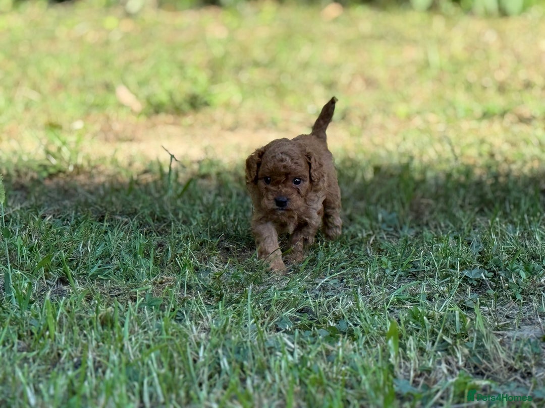 Cavapoo dogs for sale: Premium F1B Toy Red Cavapoo - 2 LEFT - Image 24